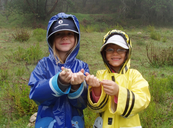 Pacific Gopher Snake